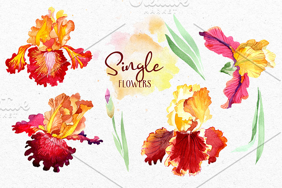 Iris. Bold encounter Watercolor png in Illustrations - product preview 6