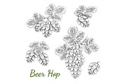 Beer hops sketch