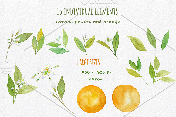 Orange Blossom - Watercolor handmade in Illustrations - product preview 1