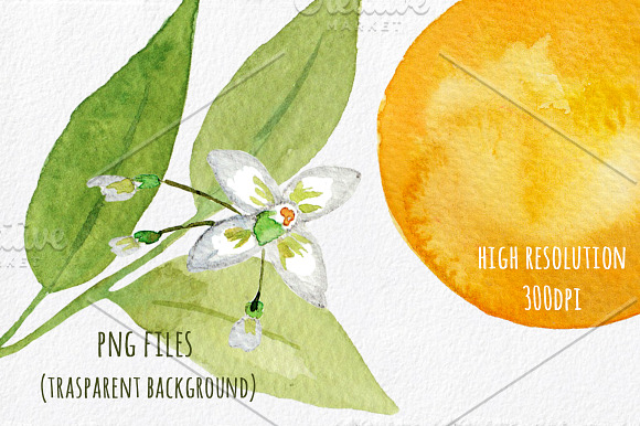Orange Blossom - Watercolor handmade in Illustrations - product preview 4