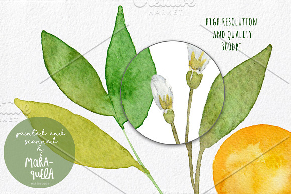 Orange Blossom - Watercolor handmade in Illustrations - product preview 5