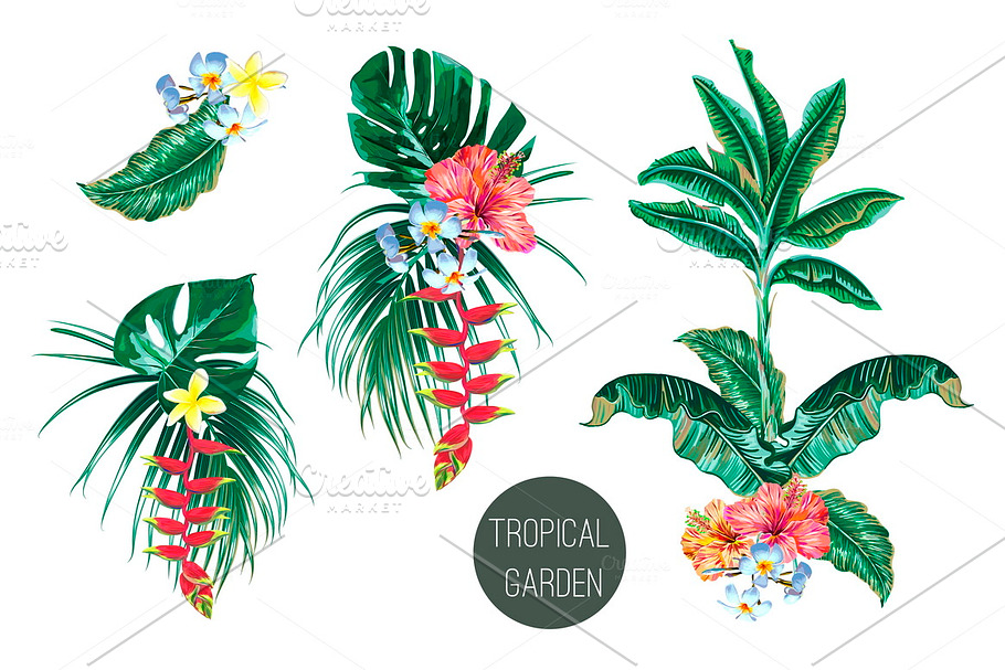 Tropical exotic illustrations