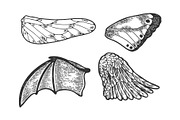 Bird angel wings set sketch vector