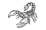 Scorpion sketch engraving vector