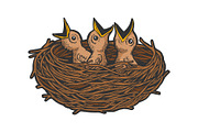 Nestling bird in nest color sketch
