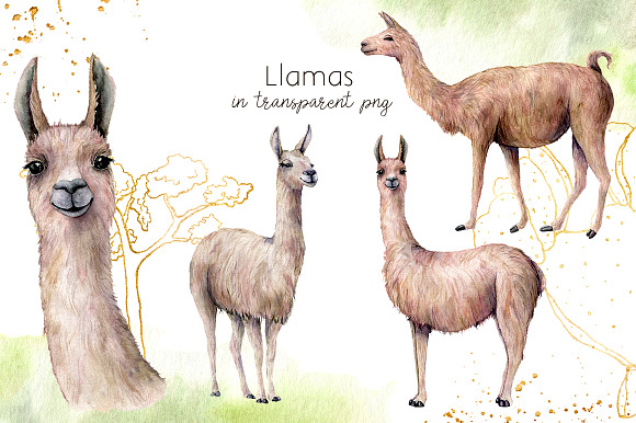 Llamas: cacti party. Watercolor in Illustrations - product preview 2