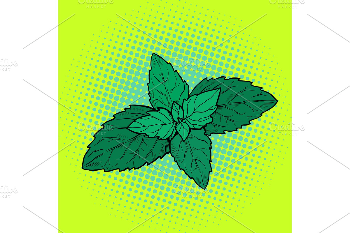 mint leaf, aromatic plant in Illustrations - product preview 8