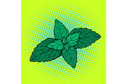 mint leaf, aromatic plant