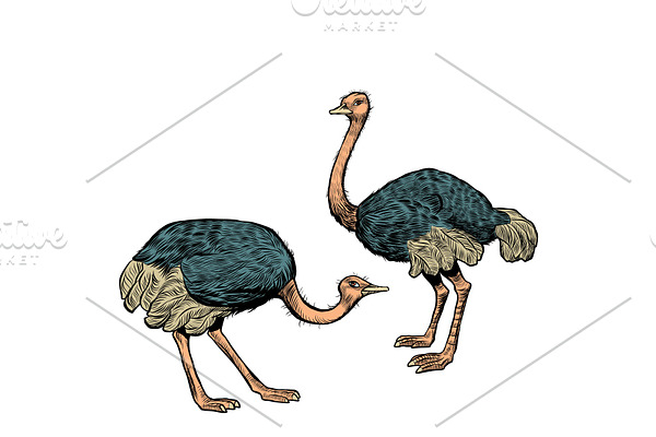 African ostriches, wild and farm