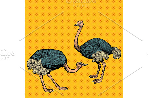 African ostriches, wild and farm