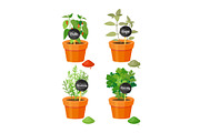 Chile and Sage Potted Plants Vector