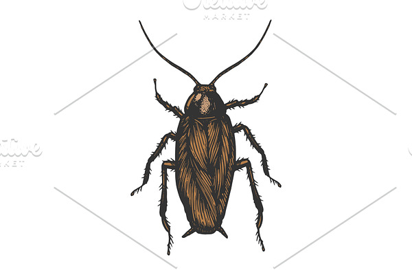 Cockroach bug color sketch vector