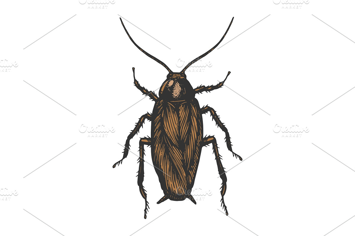 Cockroach bug color sketch vector in Illustrations - product preview 8