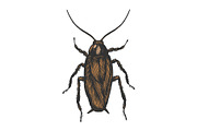 Cockroach bug color sketch vector