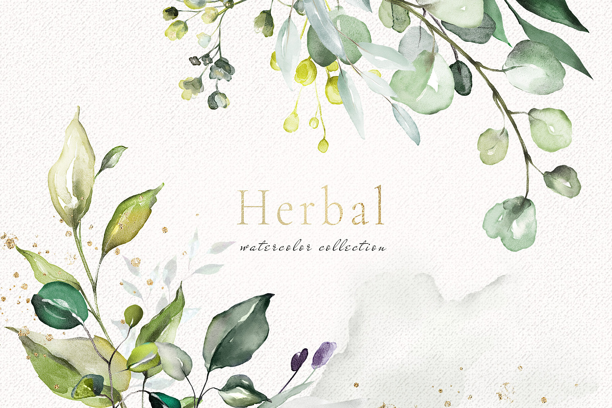 Herbal Watercolor collection in Illustrations - product preview 8