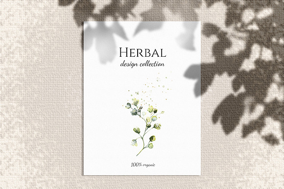 Herbal Watercolor collection in Illustrations - product preview 8