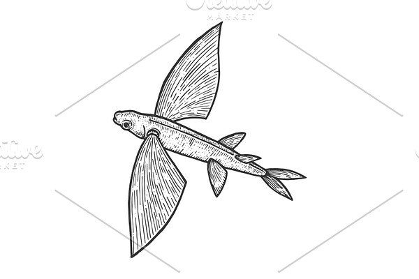Flying fish sketch engraving vector