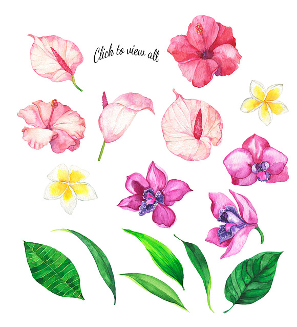 Tropic watercolor flower set in Illustrations - product preview 1