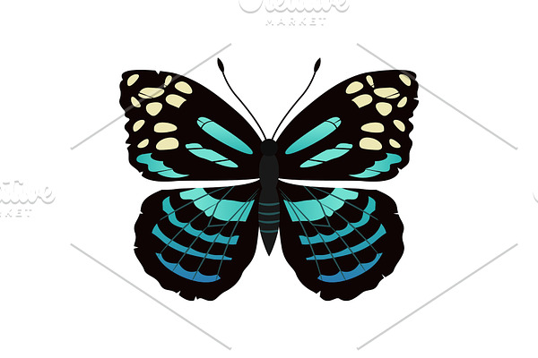 Parantica Melaneus Butterfly Vector