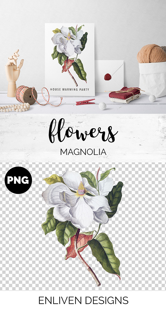 Magnolia Clipart Flowers in Illustrations - product preview 1