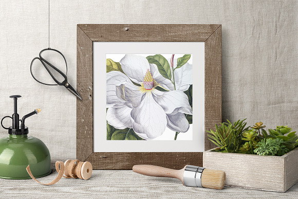 Magnolia Clipart Flowers in Illustrations - product preview 6