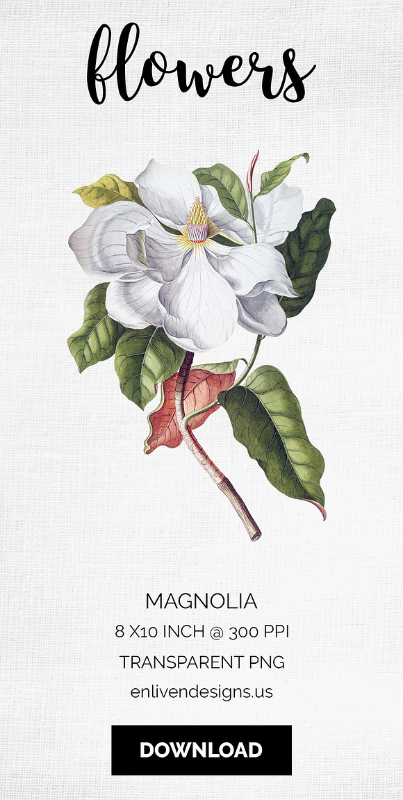 Magnolia Clipart Flowers in Illustrations - product preview 7