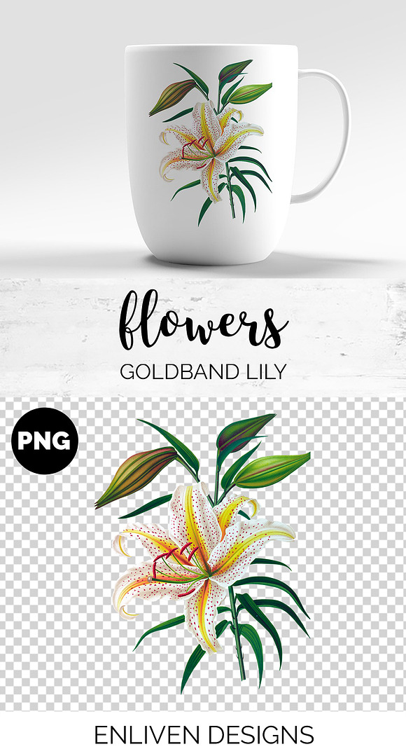 Lily White Flowers Lilies in Illustrations - product preview 1