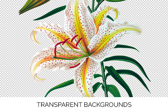 Lily White Flowers Lilies in Illustrations - product preview 2