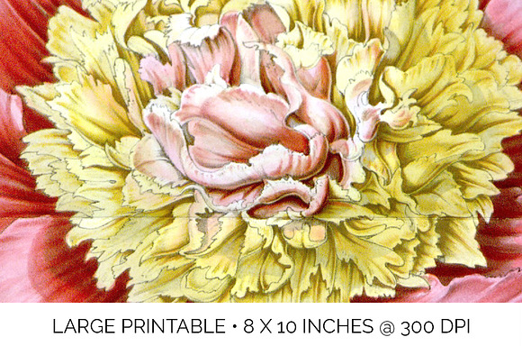 Peony Clipart Pink Flowers in Illustrations - product preview 4