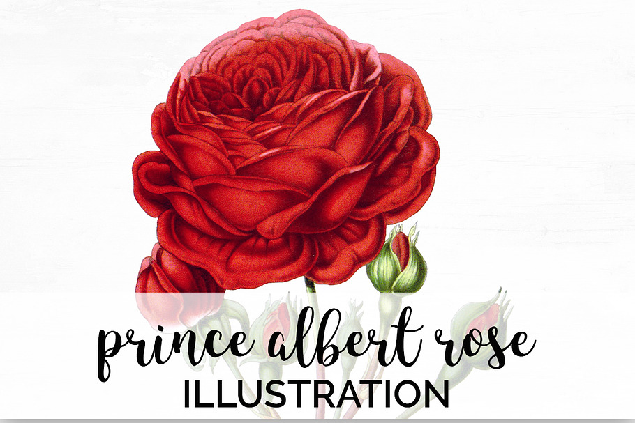 Roses Red Roses in Illustrations - product preview 8