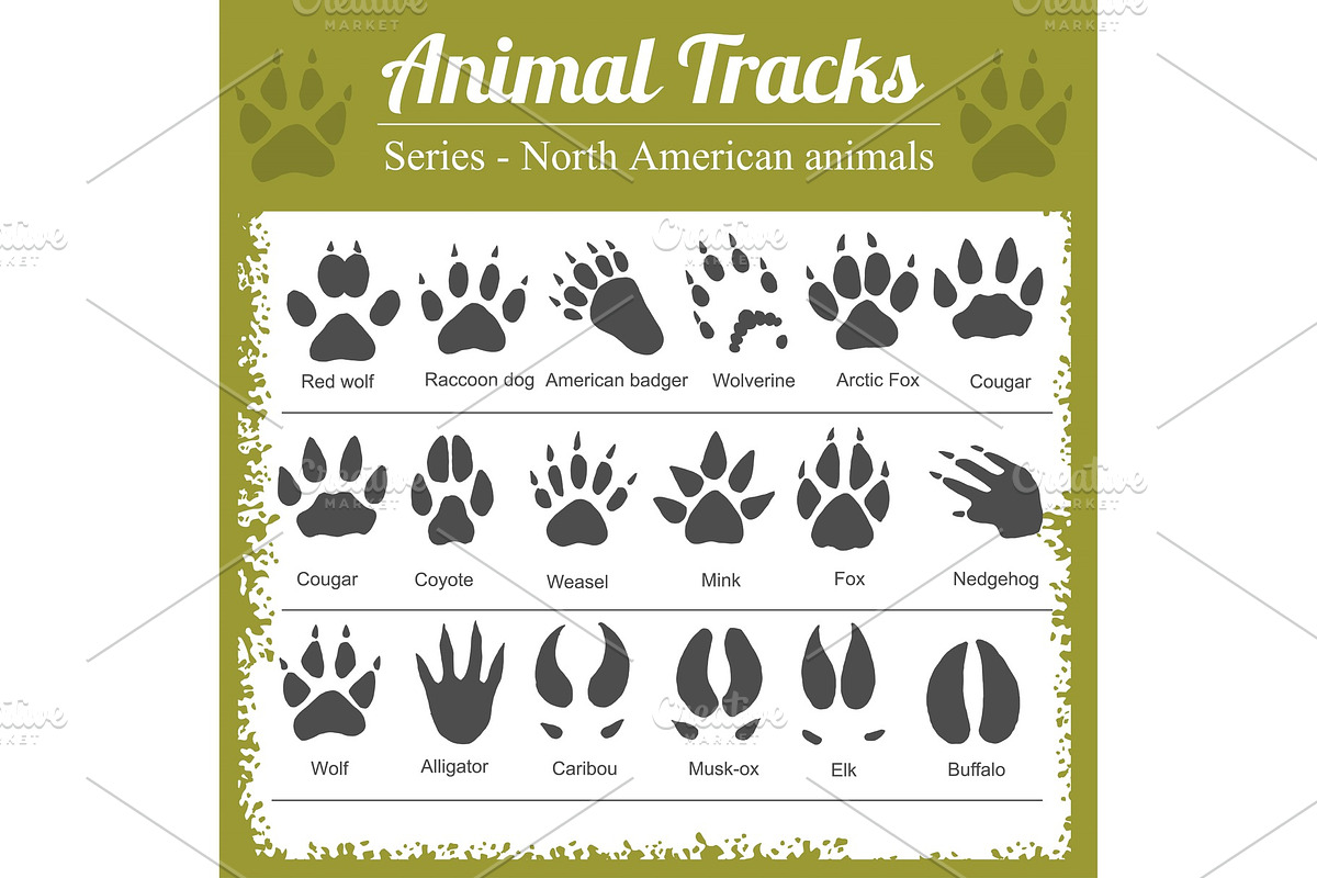 Animal Footprints - North American in Illustrations - product preview 8
