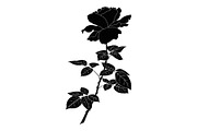 Flower rose, silhouette
