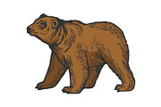 Bear goes on four legs color sketch