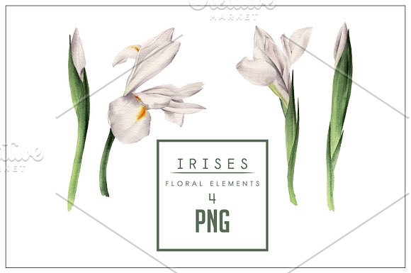 Irises (patterns & flowers) in Patterns - product preview 3