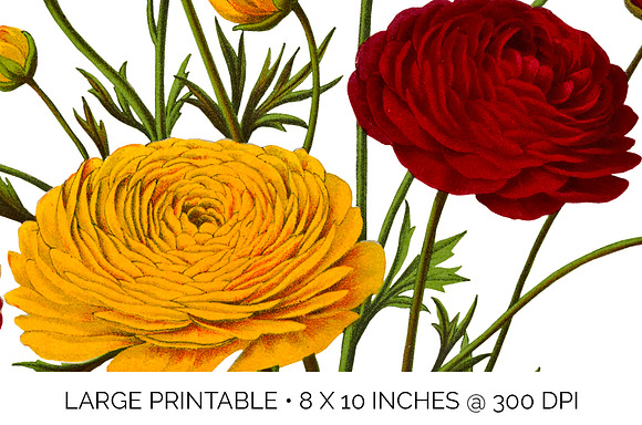 Ranunculus Flower Ranunculus in Illustrations - product preview 4