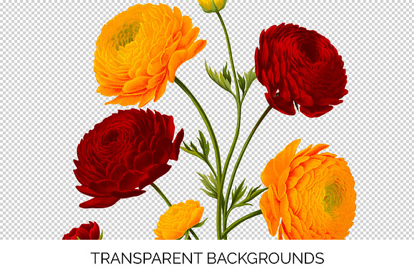 Ranunculus Flower Ranunculus in Illustrations - product preview 1