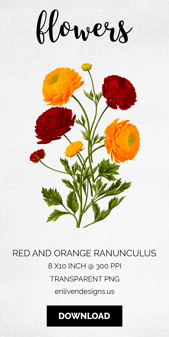 Ranunculus Flower Ranunculus in Illustrations - product preview 6