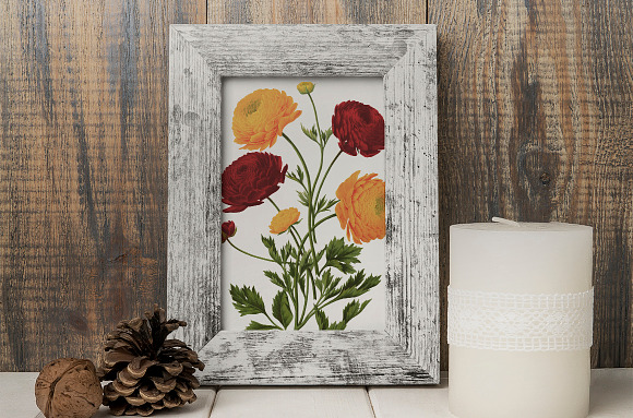 Ranunculus Flower Ranunculus in Illustrations - product preview 7