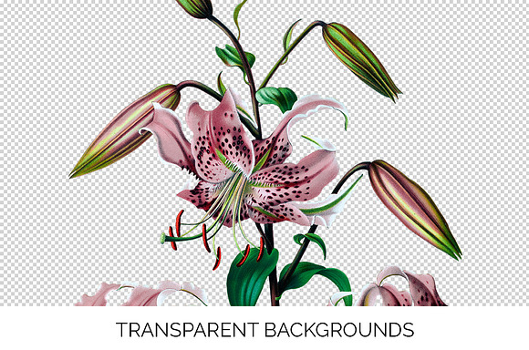 Lily Pink Flowers Lilies in Illustrations - product preview 2
