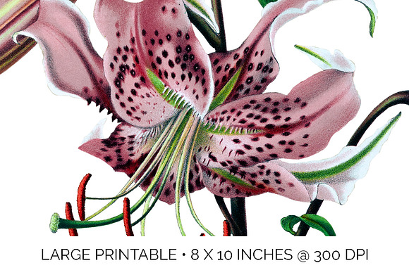 Lily Pink Flowers Lilies in Illustrations - product preview 4