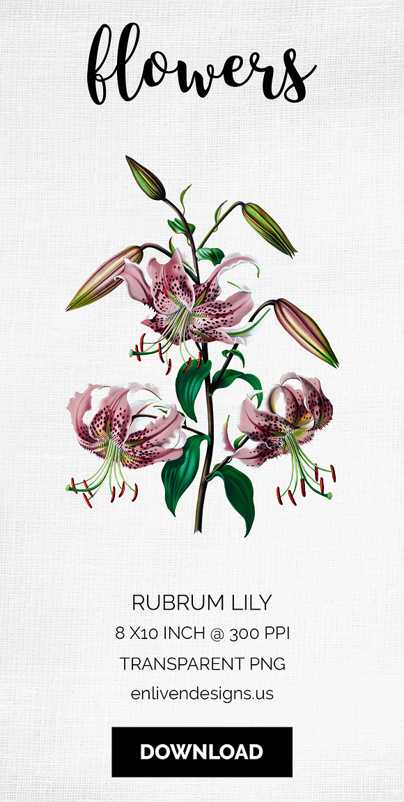 Lily Pink Flowers Lilies in Illustrations - product preview 7