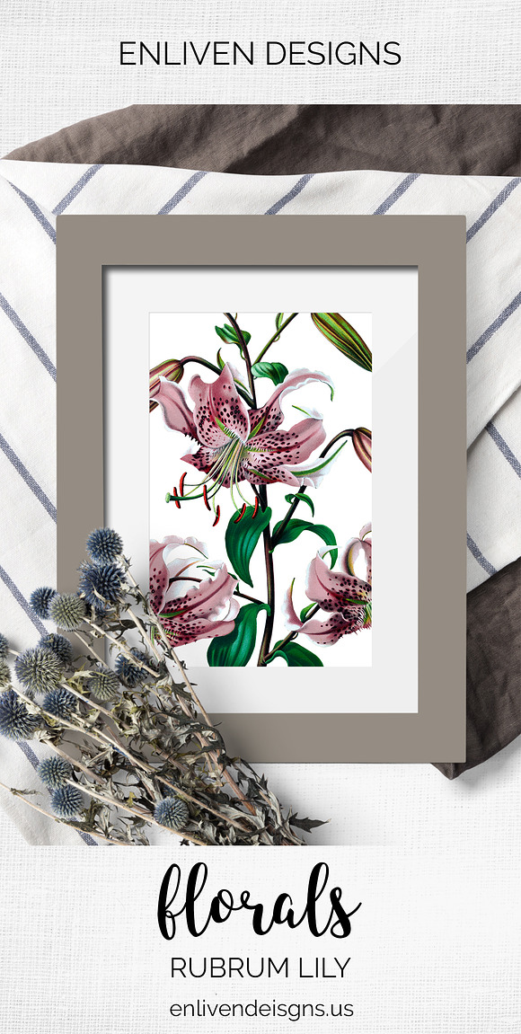 Lily Pink Flowers Lilies in Illustrations - product preview 8