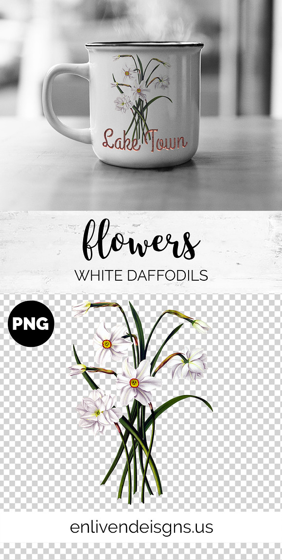 Daffodils White Daffodil in Illustrations - product preview 2