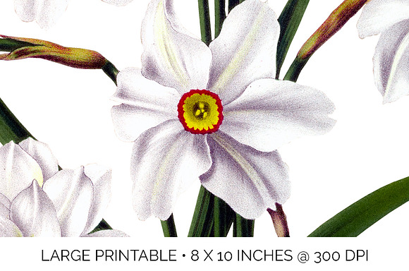Daffodils White Daffodil in Illustrations - product preview 5