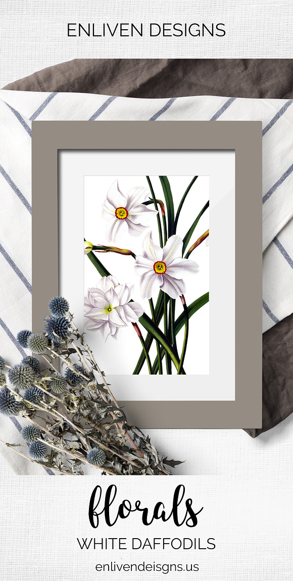Daffodils White Daffodil in Illustrations - product preview 7