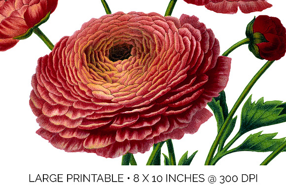 Ranunculus Flower Ranunculus in Illustrations - product preview 5