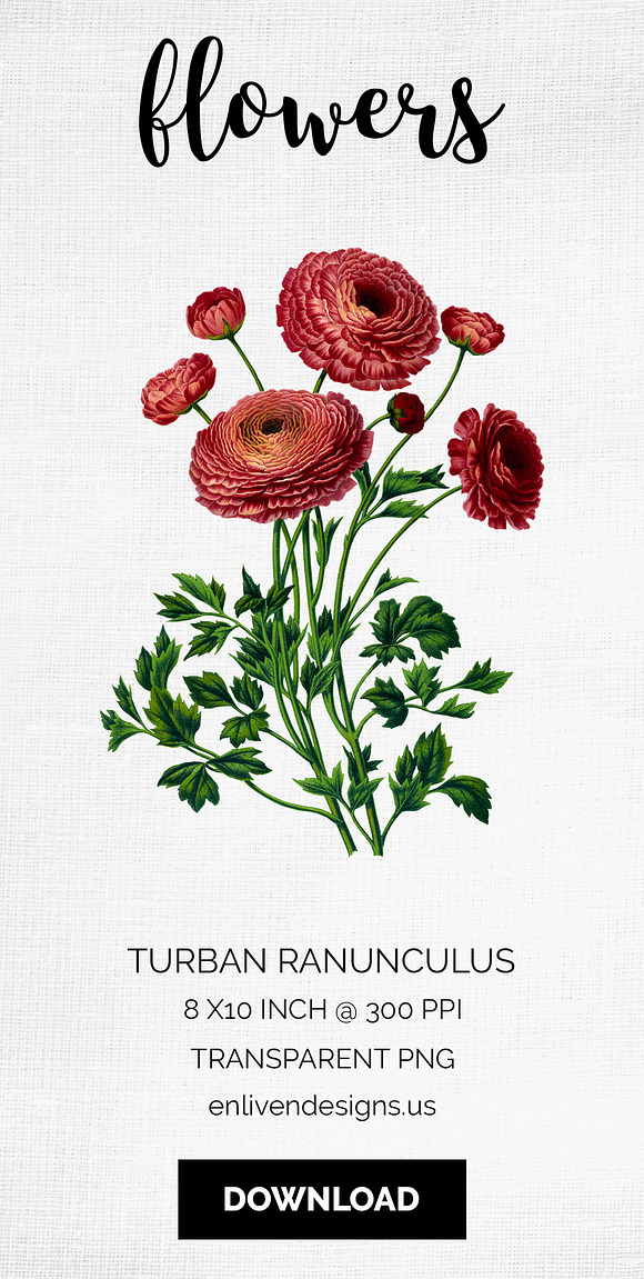 Ranunculus Flower Ranunculus in Illustrations - product preview 8