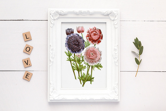 Anemone Flower in Illustrations - product preview 6