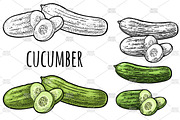 Cucumbers. Vintage engraving