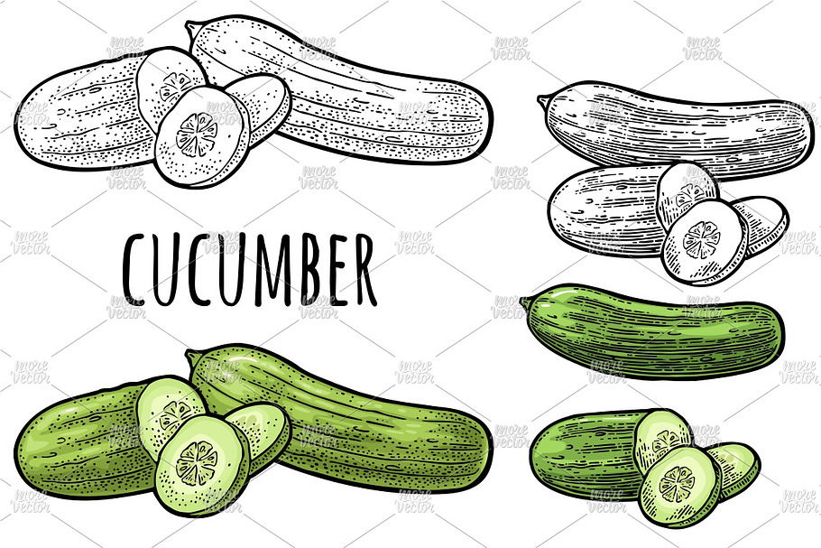 Cucumbers. Vintage engraving in Illustrations - product preview 8